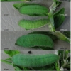 lyc thersamon larva4 volg4